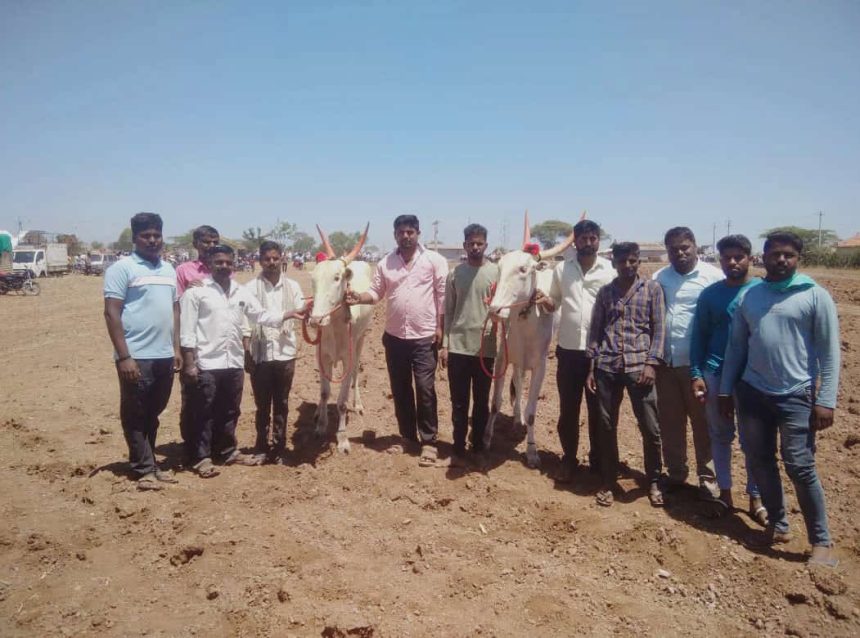 ಹೊಲ ಉಳುವೆ ಮಾಡುವ ಎತ್ತುಗಳ ಮೂಲಕ ಪ್ರೈಸ್ ಗಿಟ್ಟಿಸಿಕೊಂಡ ಮಾರುತಿ ಗುರಪ್ಪ ಜನುಮಟ್ಟಿ!