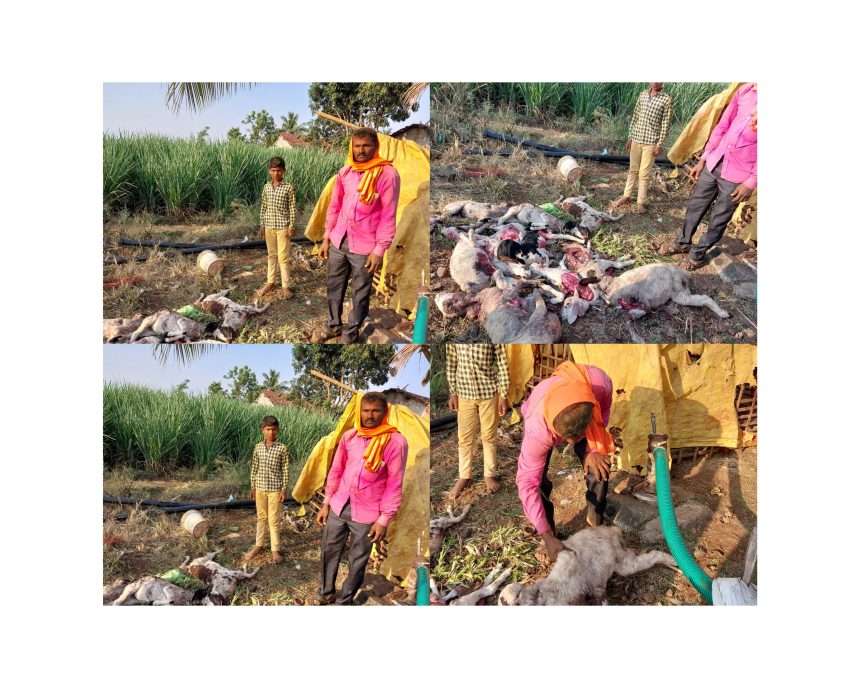 ಮದಿಹಳ್ಳಿ ಗ್ರಾಮದಲ್ಲಿ ಕುರಿ ಬಲಿ ಪಡೆದ ಖತರ್ನಾಕ ತೋಳ!