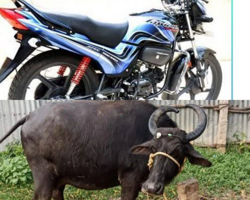 ನಿಪನ್ಯಾಳ ಎಮ್ಮೆ ಗುಮ್ಮಿದ ಅಪ್ಪ.!ಸ್ವಂತಕ್ಕನ ಬಿಡದ ನಾಲಾಯಕ್ ಮಗಾ.!!