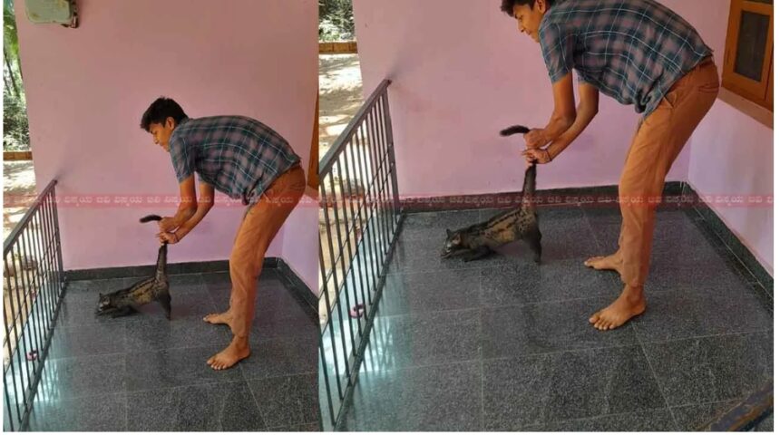 ಮನೆಯೊಳಗೆ ಕಾಣಿಸಿಕೊಂಡಿದ್ದ ಅಪರೂಪದ ಮಾಂಸಾಹಾರಿ ಸಸ್ತನಿ!