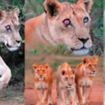 ಕಣ್ಣಿಲ್ಲದ ತಾಯಿಗೆ ಕರುಳಬಳ್ಳಿಯ ಕಾವಲು: ಕಣ್ಣು ಕಾಣದೇ ಹೋದರು ತನ್ನ ಹೆಣ್ಣು ಮಕ್ಕಳ ಆರೈಕೆಯಿಂದ ಐದು ವರ್ಷಗಳ ಕಾಲ ಬದುಕಿದ ಸಿಂಹಿಣಿ